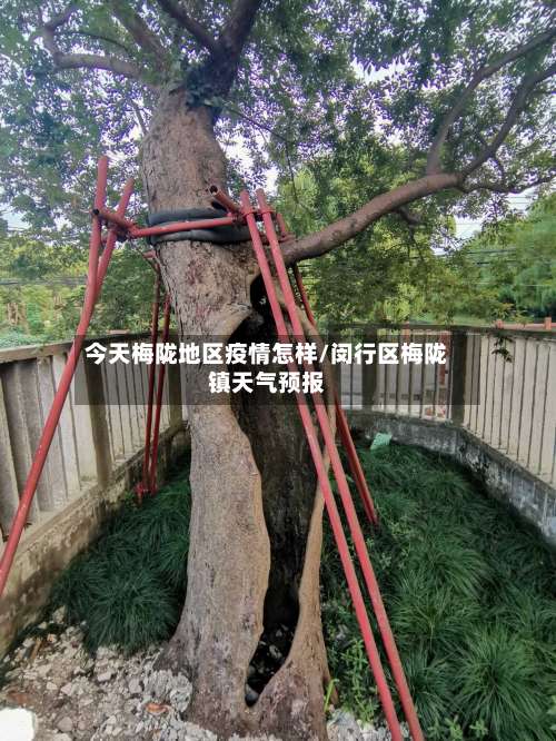 今天梅陇地区疫情怎样/闵行区梅陇镇天气预报-第1张图片